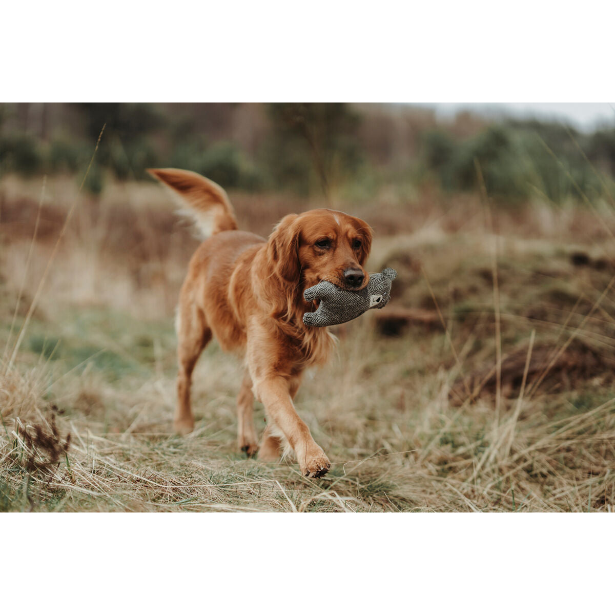 V4HA5B688F5E414656FD20EED91F7A50B75R5333687P2