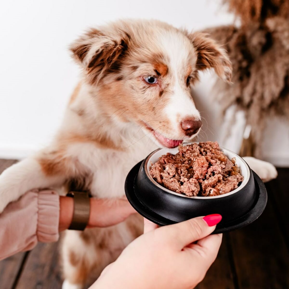 Comida húmeda PERRO Ciervo 800 g