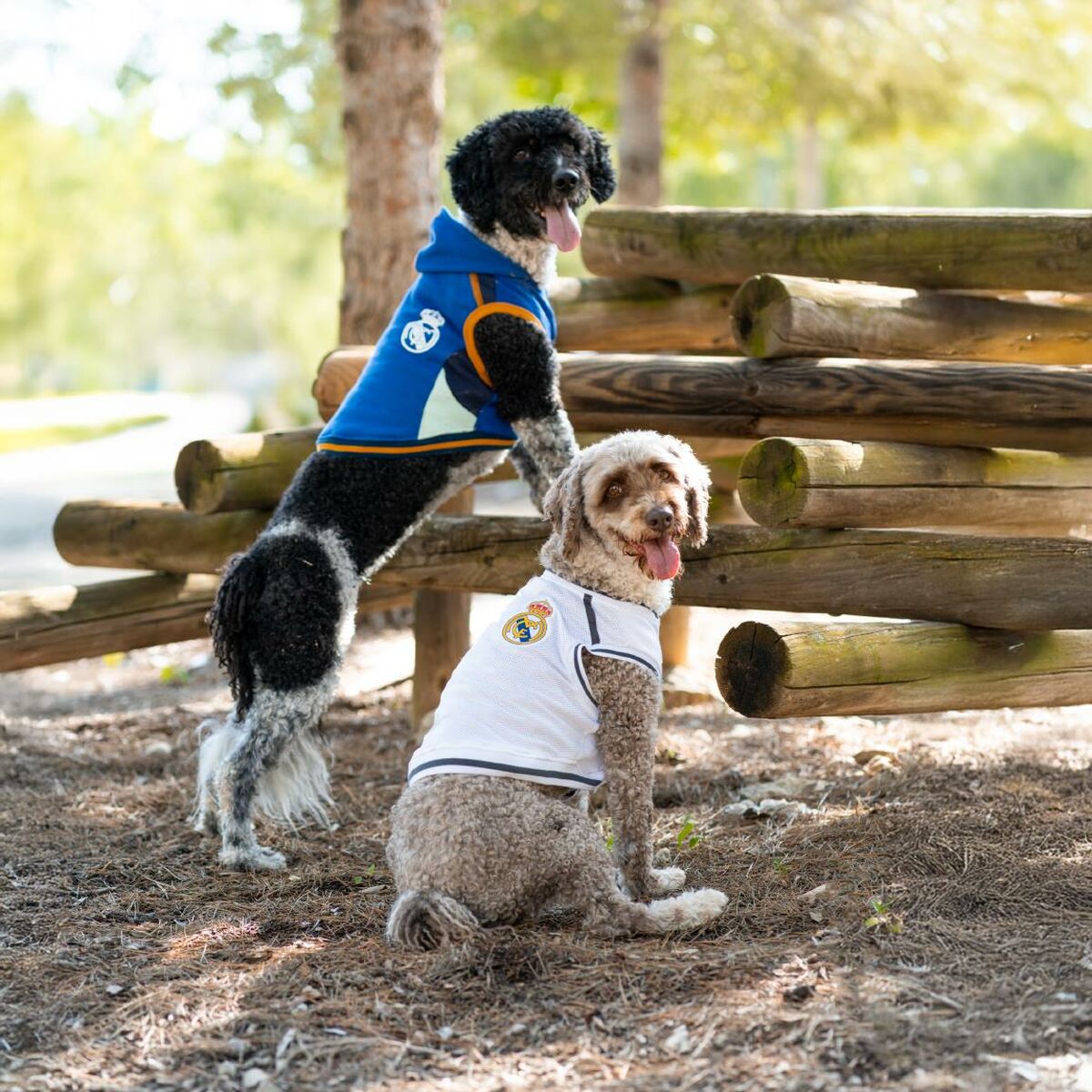 V2H54102DEDD579BEF437F6BC24634223BDR6446066P4