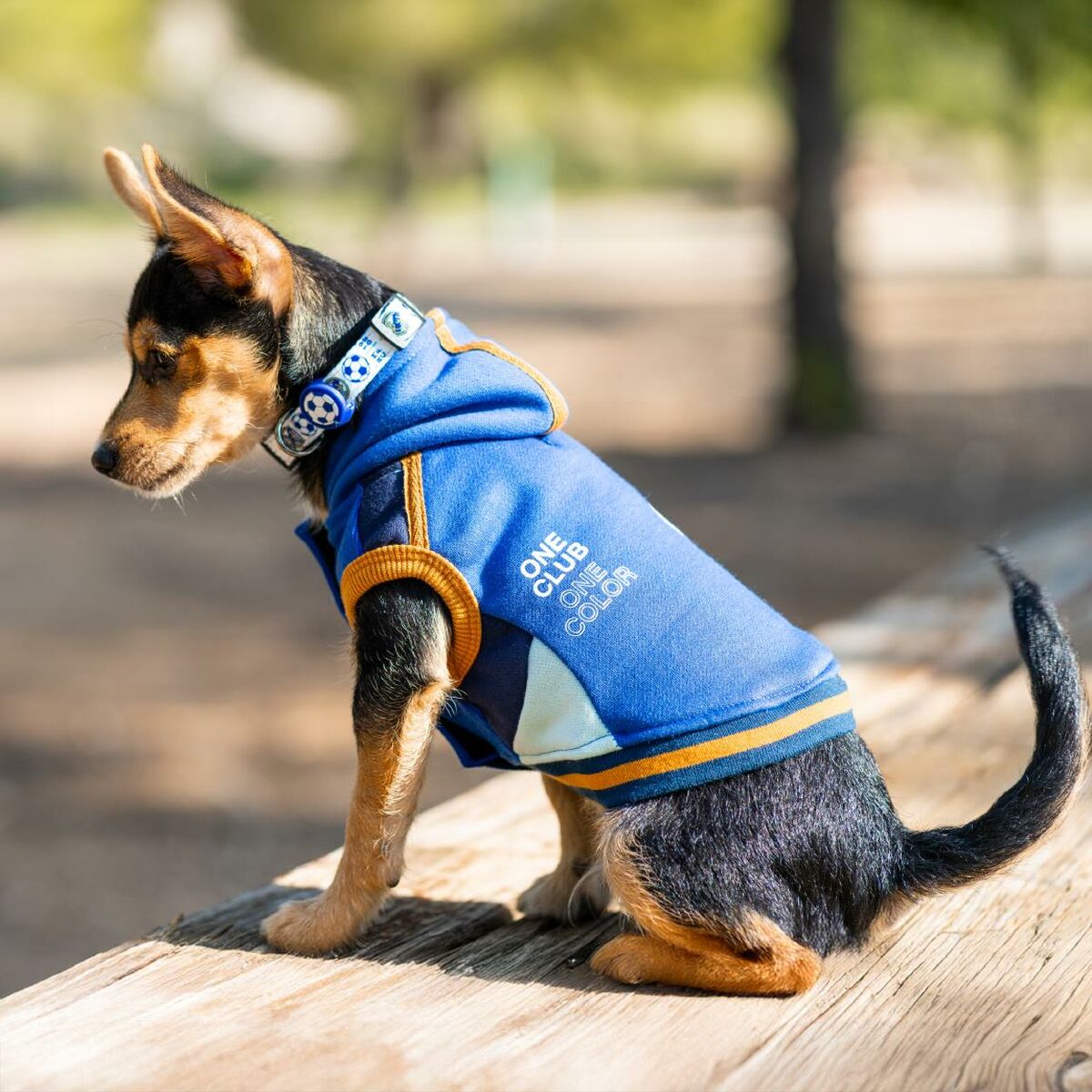 V2H8B1069D51AAF037AA21F15DB2E887F3DR6446427P6