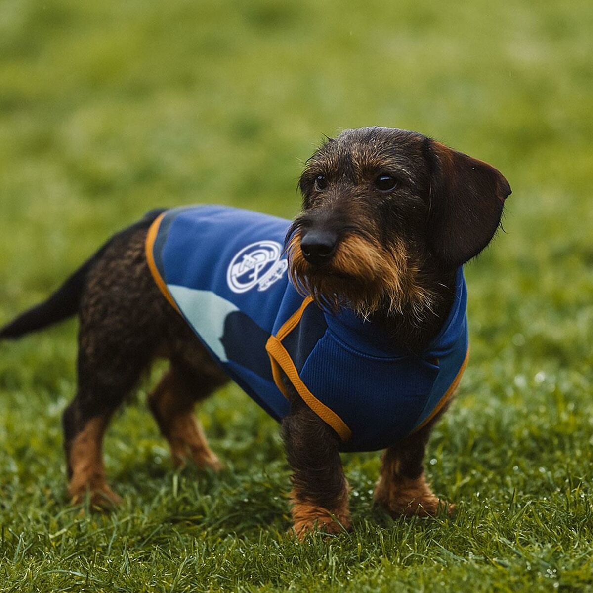 V2HCDAA45E7CB8FD6C83F8490FA95D4EA80R6446436P9