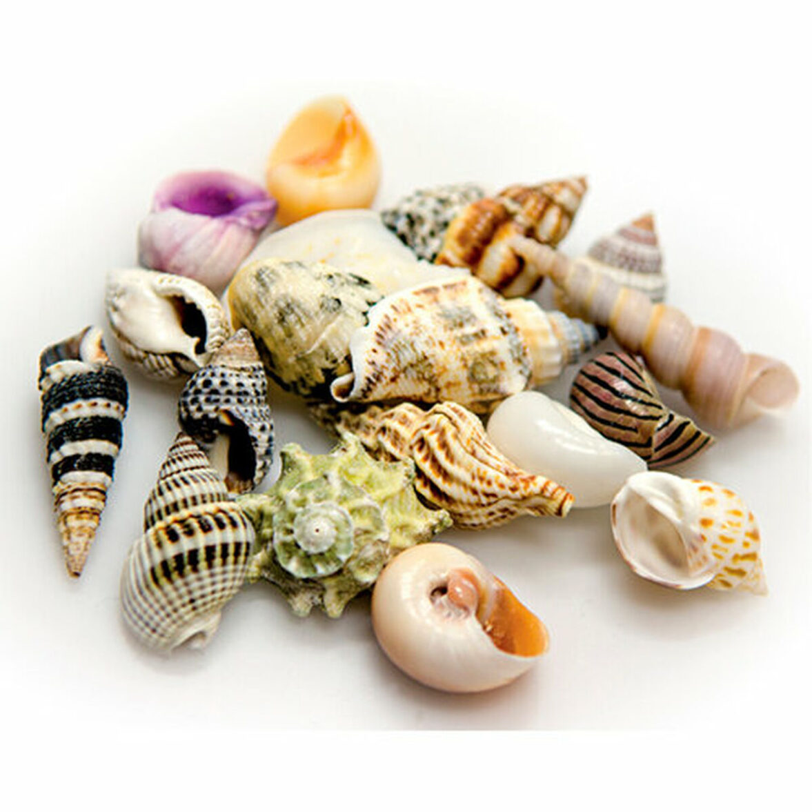 Conchas Akvastabil Sea - Imagen 3