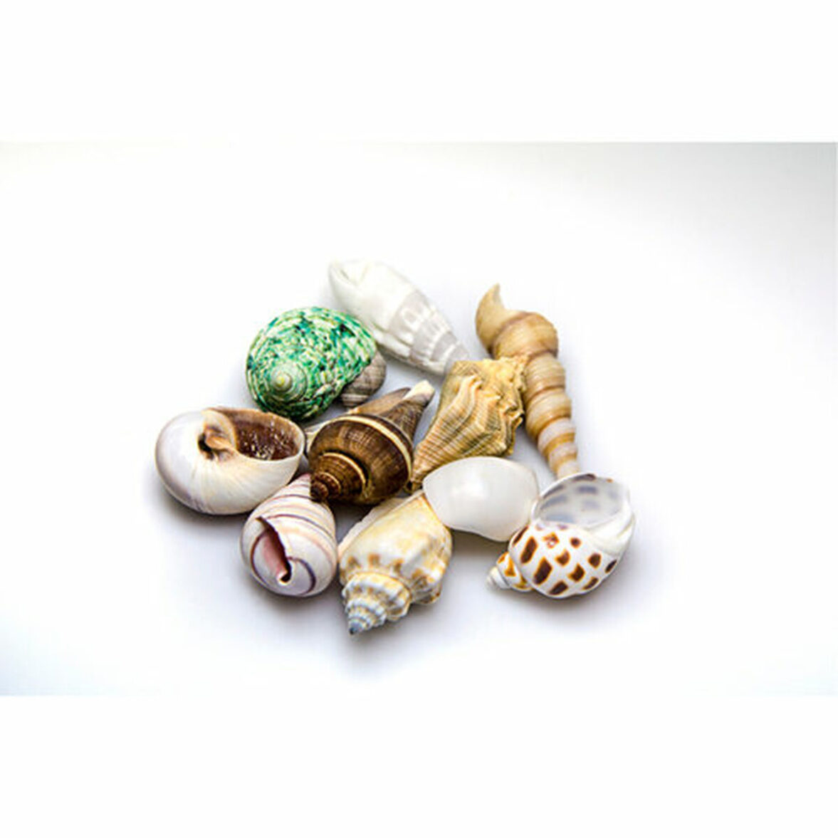 Conchas Akvastabil Sea - Imagen 3