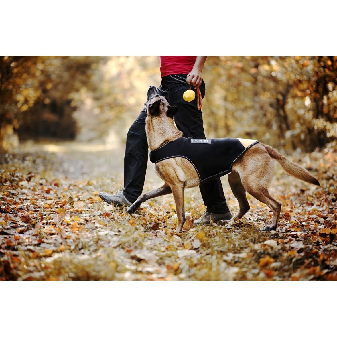 Arnés para Perro Julius K9 IDC L/XL 2 - Imagen 4