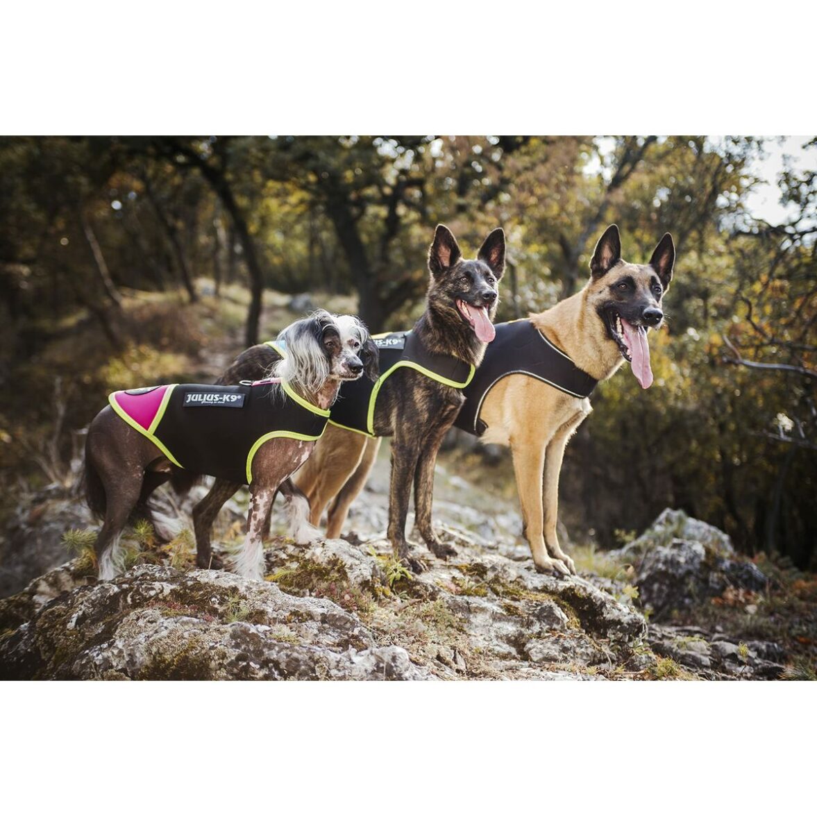 Arnés para Perro Julius K9 IDC L/XL 2 - Imagen 7